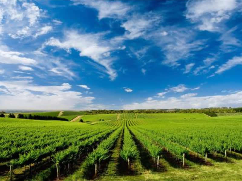 农业种植