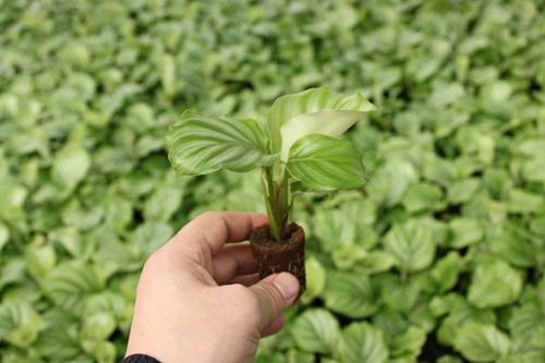 微生物肥料作用与前景的展望